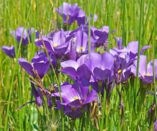 洋桔梗花語大公開! 送花前先了解這份真摯的情感!