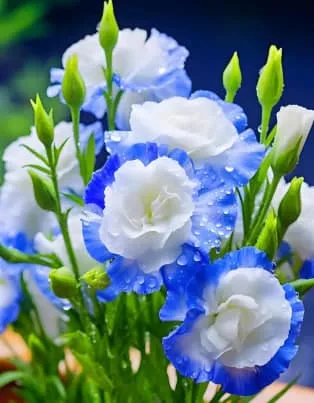 洋桔梗花語大公開! 送花前先了解這份真摯的情感!