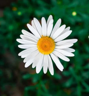 小雛菊花語與寓意:想告白選這朵花成功率更高