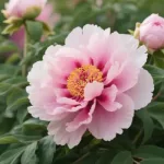 牡丹花語大全: 不同顏色寓意解析與送花禁忌指南