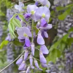 紫藤花花语解析: 它为什么象征爱情与思念