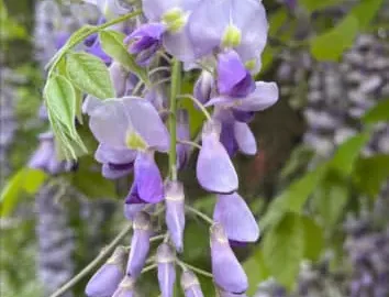 紫藤花花语解析: 它为什么象征爱情与思念