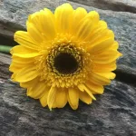 非洲菊花語大全:送花前必看,解讀溫暖又直爽的真心話