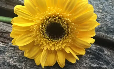 非洲菊花語大全:送花前必看,解讀溫暖又直爽的真心話