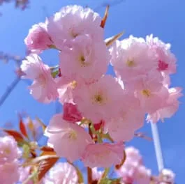 櫻花花語是什麼?象徵生命,愛情與日本文化的深層含義