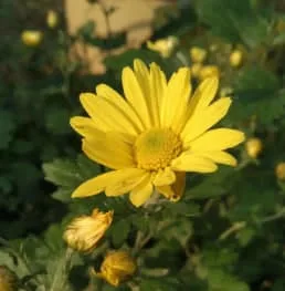 菊花花語: 不同顏色菊花代表什麼意義？