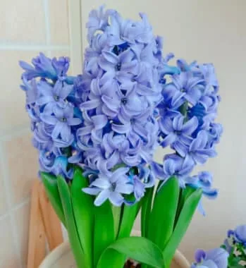 風信子花語代表什麼意思?不同顏色寓意不同喔