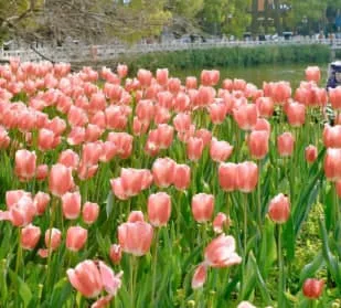 鬱金香花語:不同顏色鬱金香代表什麼?象徵愛情與祝福的秘密