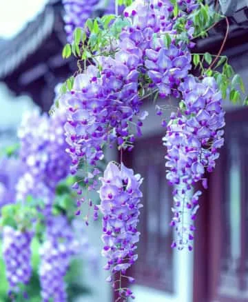 紫藤花花语解析: 它为什么象征爱情与思念