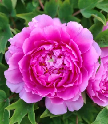 牡丹花語大全: 不同顏色寓意解析與送花禁忌指南