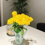 黃玫瑰花語全解析:別再誤會它的真正意義