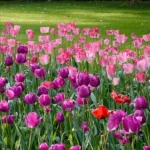 鬱金香花語：不同顏色鬱金香代表什麼？象徵愛情與祝福的秘密