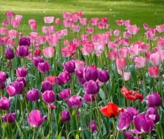 鬱金香花語：不同顏色鬱金香代表什麼？象徵愛情與祝福的秘密