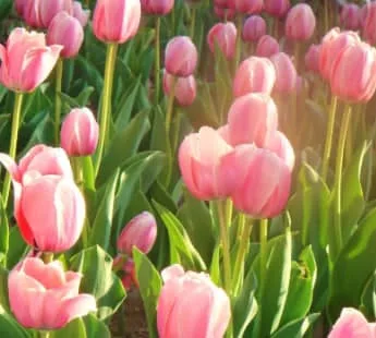 鬱金香花語:不同顏色鬱金香代表什麼?象徵愛情與祝福的秘密