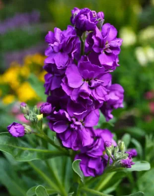 紫羅蘭花語：藏在紫色花朵裡的愛與浪漫