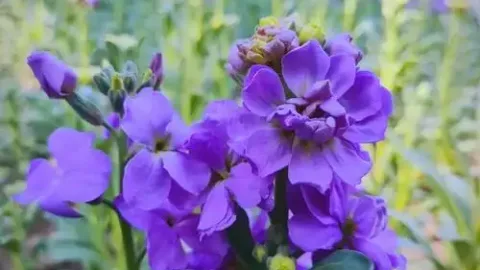 紫羅蘭花語：藏在紫色花朵裡的愛與浪漫