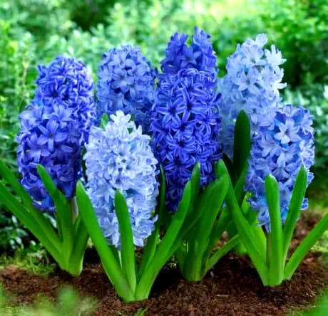 風信子花語代表什麼意思?不同顏色寓意不同喔