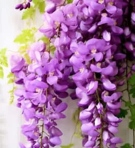 紫藤花花语解析: 它为什么象征爱情与思念