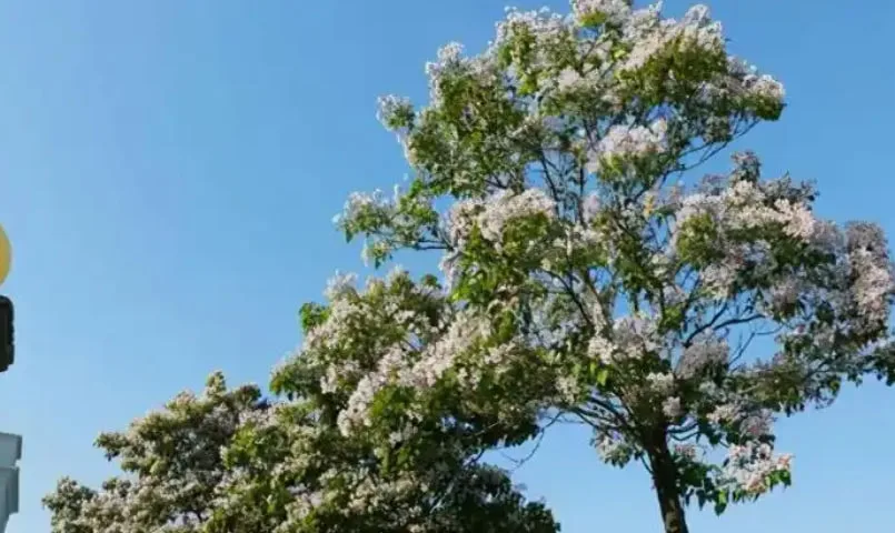 海棠花的寓意和象徵,該怎麼種植？